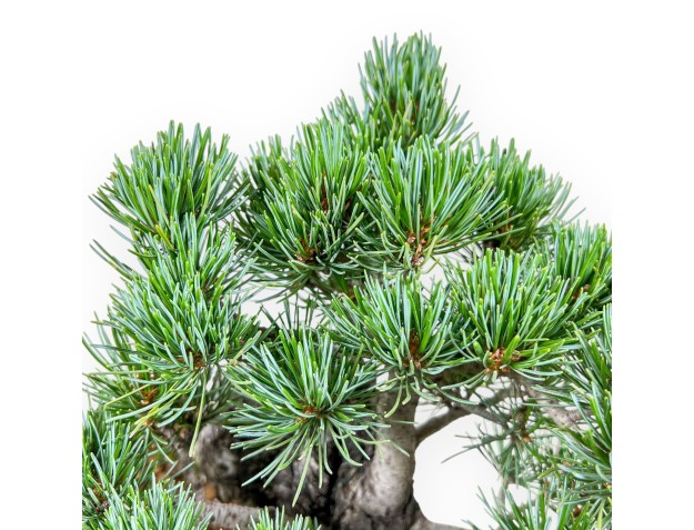 Bonsaï de Pinus pentaphylla %separator% %category% 2
