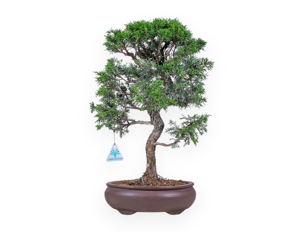Juniperus chinensis itoigawa-bonsai %separator% %category%