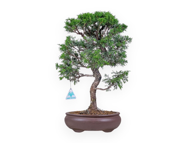 Juniperus chinensis 'Itoigawa' bonsai %separator% %category%