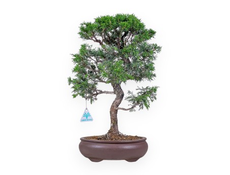 Bonsaï de Juniperus chinensis itoigawa %separator% %category%