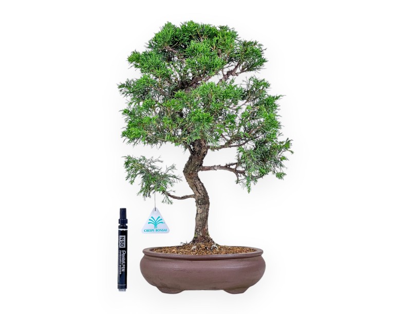 Bonsai di Juniperus chinensis itoigawa %separator% %category%