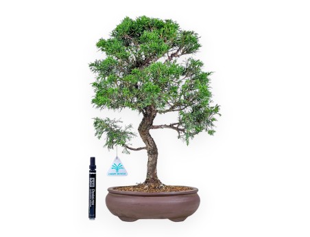 Bonsai aus Juniperus chinensis itoigawa %separator% %category%
