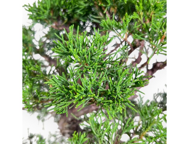 Bonsái de Juniperus chinensis itoigawa %separator% %category% 2