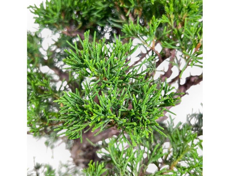 Bonsái de Juniperus chinensis itoigawa %separator% %category%
