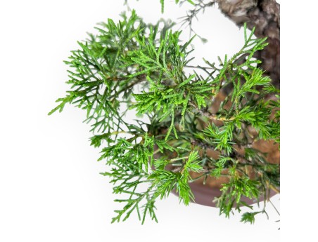 Bonsai aus Juniperus chinensis itoigawa %separator% %category%
