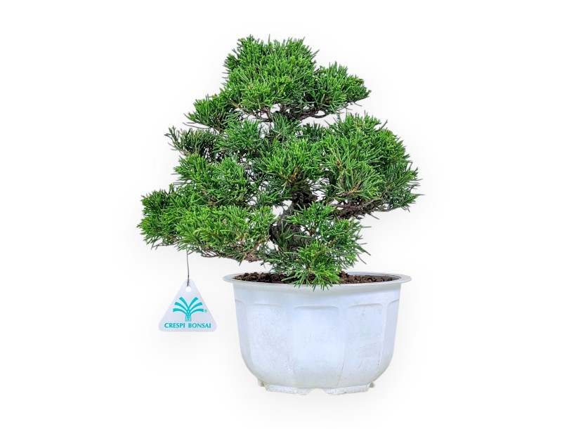 Juniperus chinensis bonsai %separator% %category%