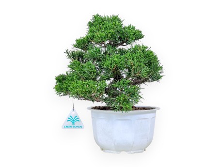 Bonsai di Juniperus chinensis %separator% %category%