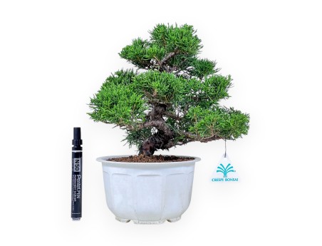 Juniperus chinensis bonsai %separator% %category%