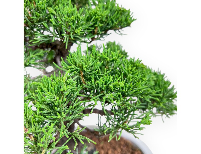 Juniperus chinensis bonsai %separator% %category%