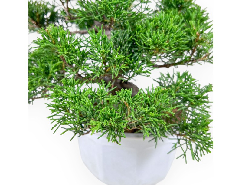 Bonsaï de Juniperus chinensis %separator% %category%