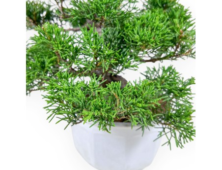 Juniperus chinensis bonsai %separator% %category%