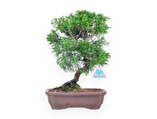 Juniperus chinensis itoigawa-bonsai %separator% %category%