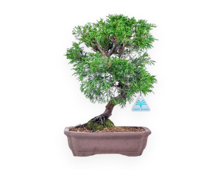 Bonsái de Juniperus chinensis itoigawa %separator% %category%