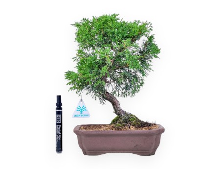 Bonsaï de Juniperus chinensis itoigawa %separator% %category%