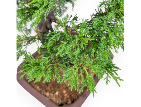 Bonsai di Juniperus chinensis itoigawa %separator% %category%