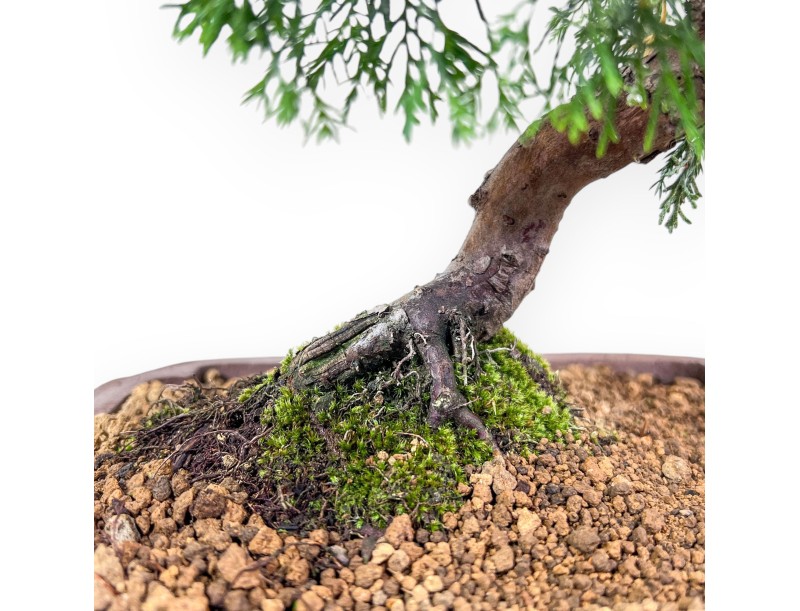 Juniperus chinensis itoigawa-bonsai %separator% %category%