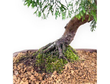 Juniperus chinensis itoigawa-bonsai %separator% %category%