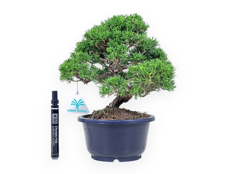 Bonsái de Juniperus chinensis %separator% %category%