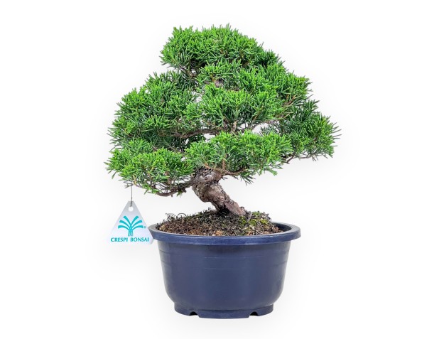 Bonsai di Juniperus chinensis %separator% %category%