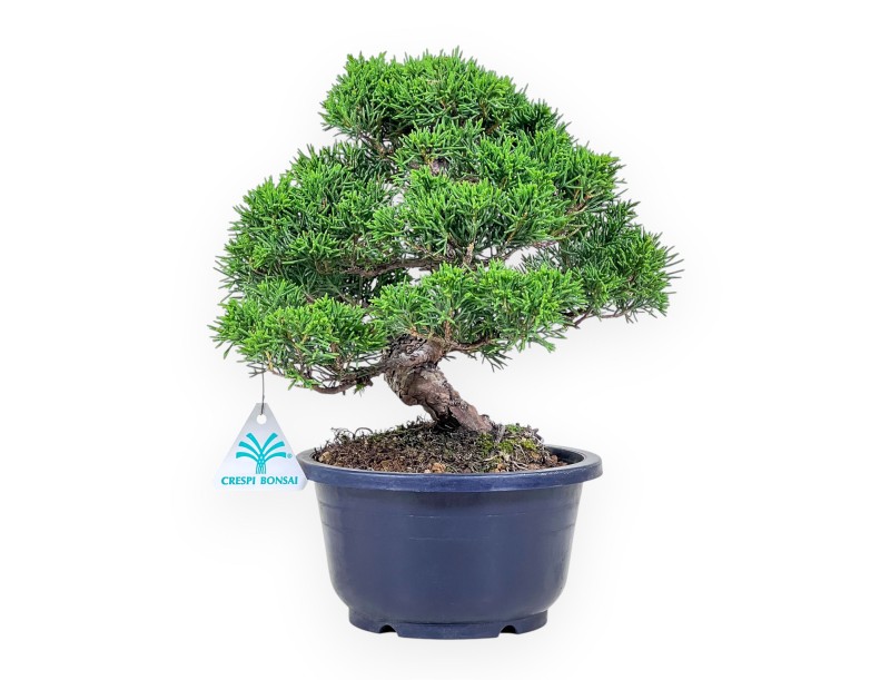 Bonsái de Juniperus chinensis %separator% %category%