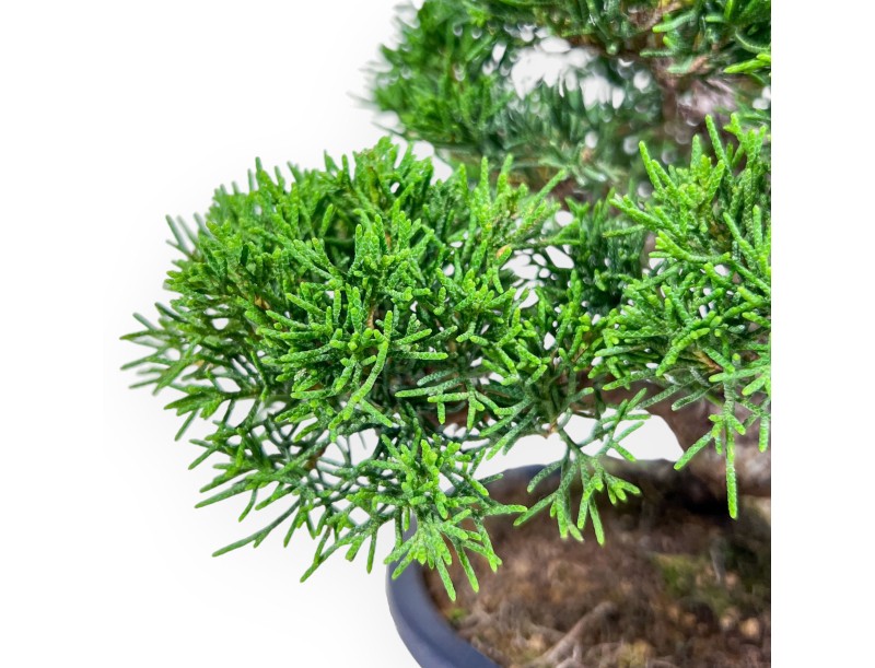 Bonsai di Juniperus chinensis %separator% %category%