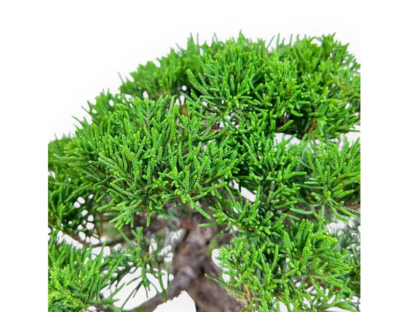 Bonsái de Juniperus chinensis %separator% %category%