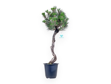 Pinus thunbergii ‘Kotobuki’ bonsai %separator% %category%