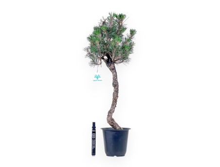 Bonsaï de Pinus thunbergii kotobuki %separator% %category%