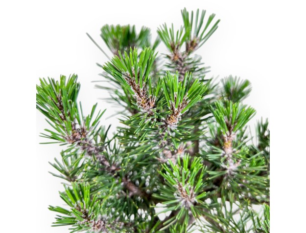 Bonsai di Pinus thunbergii kotobuki %separator% %category% 2