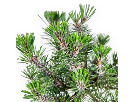 Bonsaï de Pinus thunbergii kotobuki %separator% %category%
