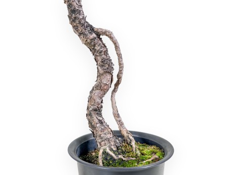 Bonsaï de Pinus thunbergii kotobuki %separator% %category%