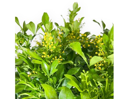 Bonsái de Aglaia %separator% %category% de hoja perenne