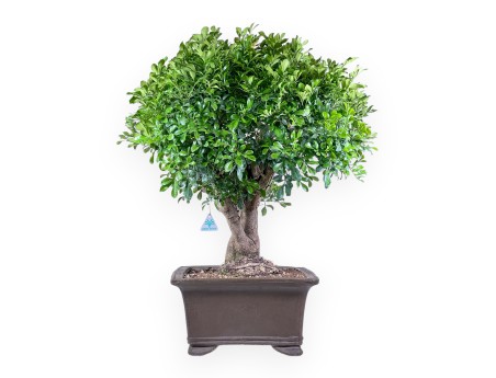 Aglaia-bonsai %separator% %category% groenblijvend