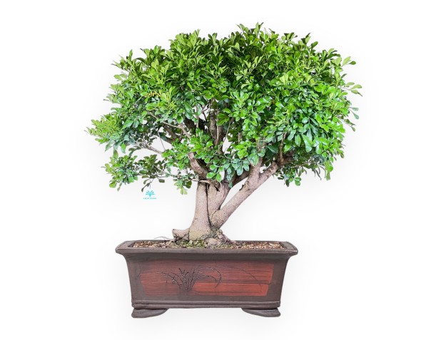 Aglaia-bonsai %separator% %category% groenblijvend