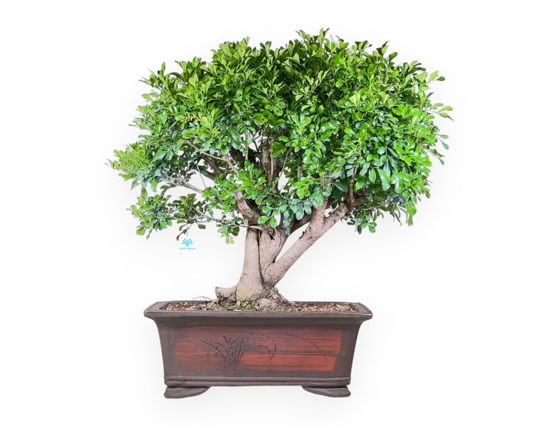 Aglaia-bonsai %separator% %category% groenblijvend