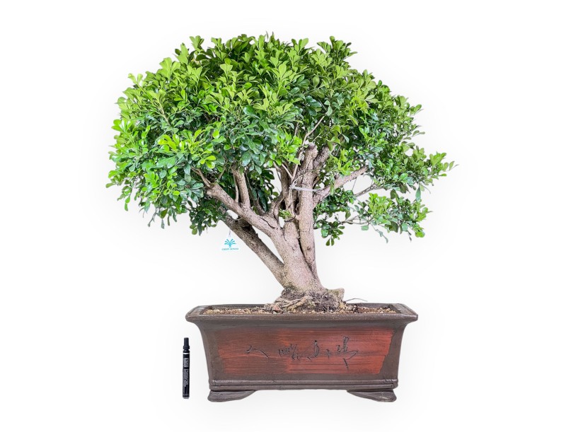 Aglaia-bonsai %separator% %category% groenblijvend