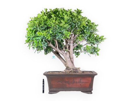 Aglaia-bonsai %separator% %category% groenblijvend