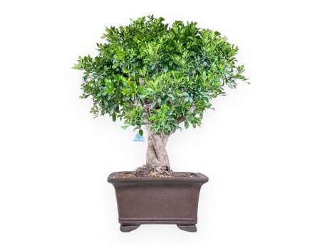 Aglaia-bonsai %separator% %category% groenblijvend