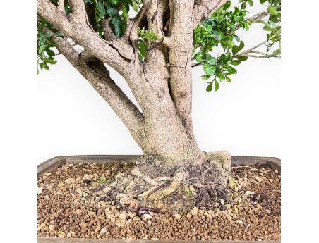 Aglaia-bonsai %separator% %category% groenblijvend