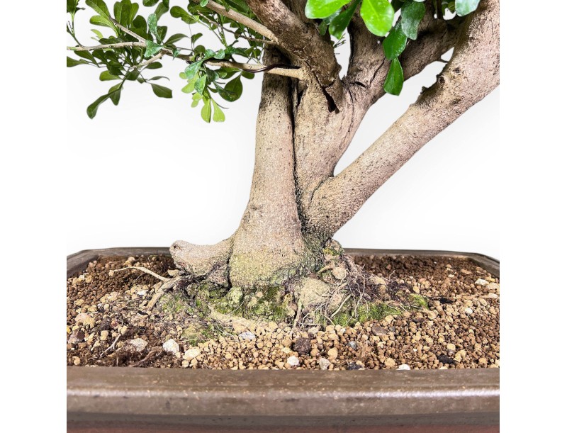 Aglaia-bonsai %separator% %category% groenblijvend