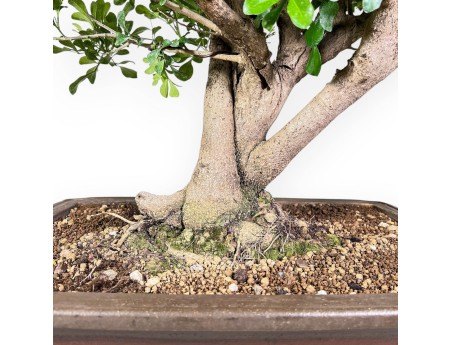 Aglaia-bonsai %separator% %category% groenblijvend