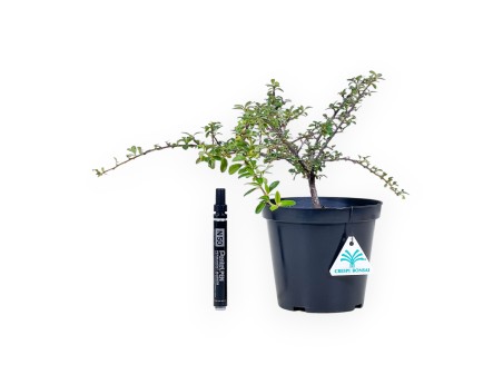 Plante à travailler de Cotoneaster horizontalis %separator% %category%