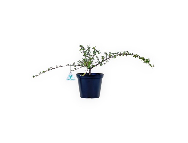 Arbeitspflanze von Cotoneaster horizontalis %separator% %category%