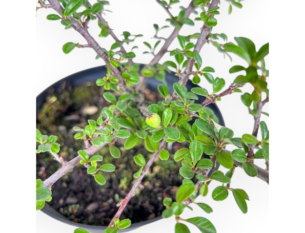Arbeitspflanze von Cotoneaster horizontalis %separator% %category% 2