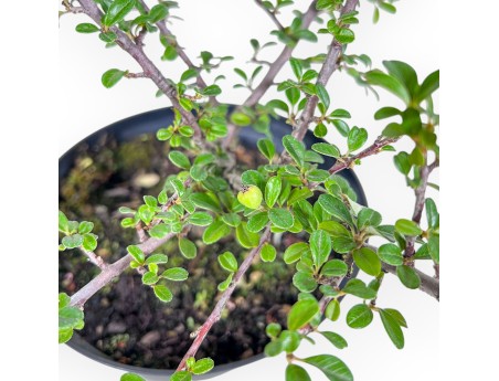 Plante à travailler de Cotoneaster horizontalis %separator% %category%