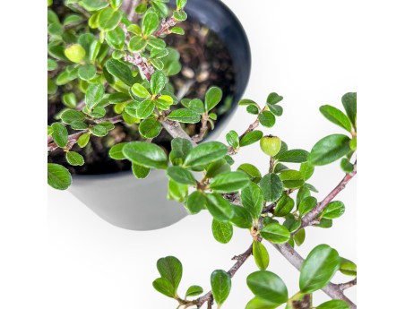 Plante à travailler de Cotoneaster horizontalis %separator% %category%