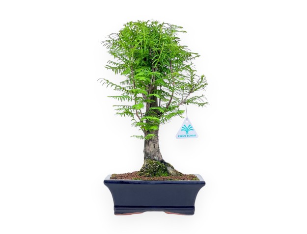 Metasequoia-Bonsai %separator% %category%