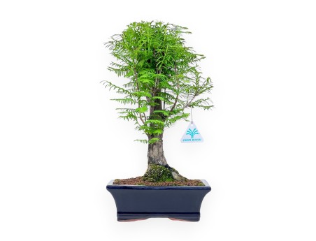 Metasequoia-Bonsai %separator% %category%