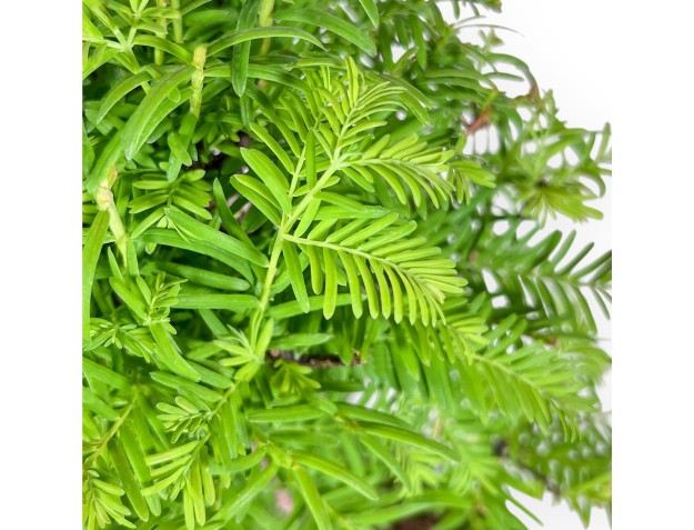 Metasequoia-Bonsai %separator% %category% 2