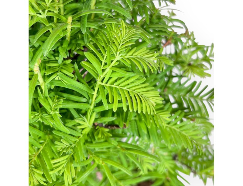 Metasequoia-Bonsai %separator% %category%
